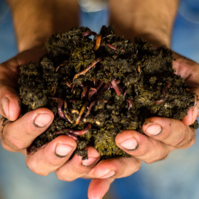 Semilla De Lombriz Roja Californiana Humus De Lombriz Abono Org nico Semilla De Lombriz Roja Californiana Humus De Lombriz Abono Org nico